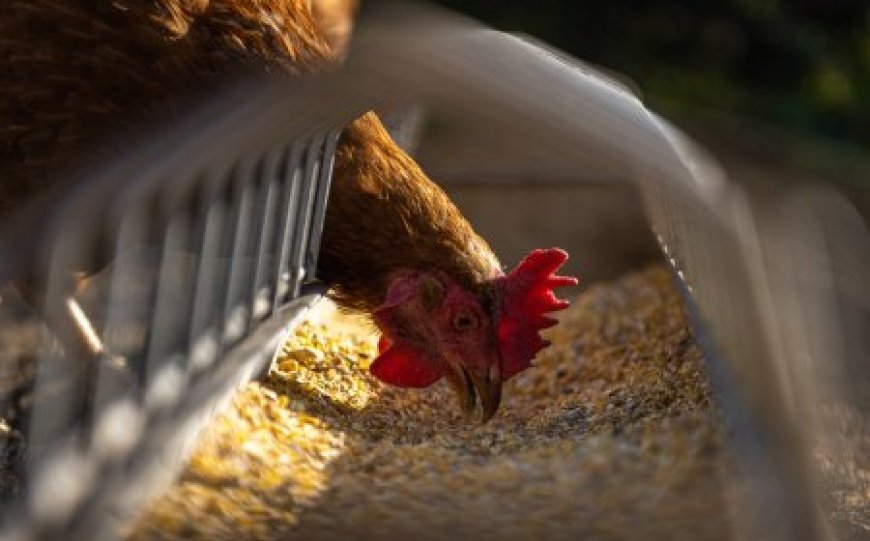 БАБХ облекчава мерките за продажба на храни и живи животни по пазарите
