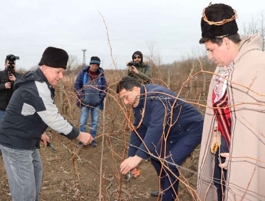 На Трифон зарезан зарязаха лозите в Генерал Тошево