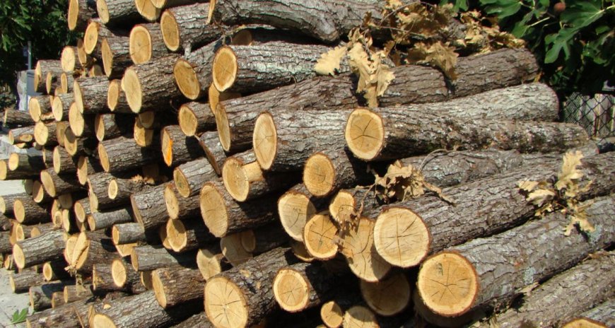 Ботаническата градина в Балчик дари дърва за огрев на общината