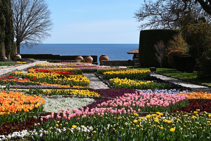 Парадът на лалетата в Университетска ботаническа градина Балчик е в своя пик