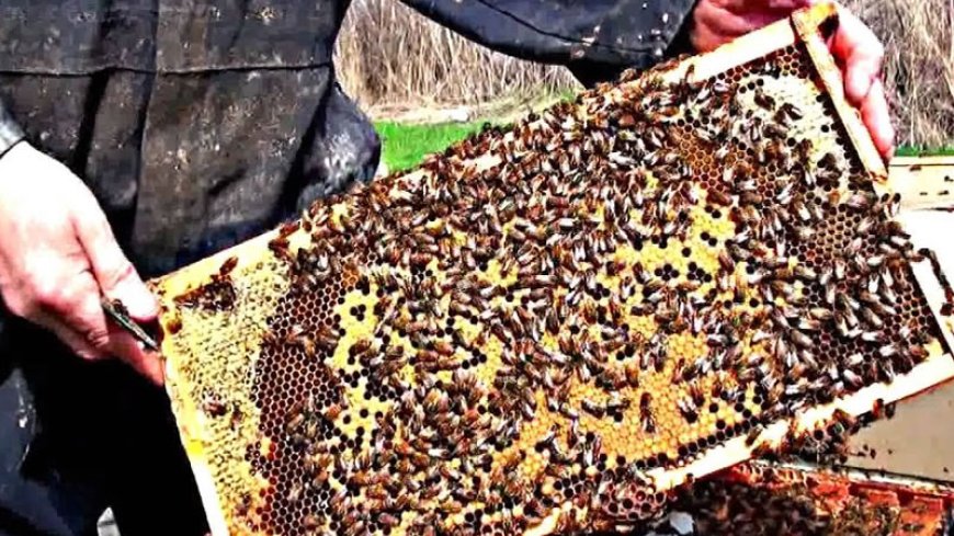 От 3-ти юни стартира прием на заявления за кредитиране на одобрени проекти за интервенции в сектора на пчеларството