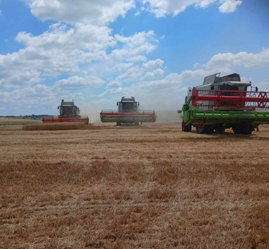 Малко над 600 килограма от декар пшеница прибират стопаните в началото на жътвата в областта
