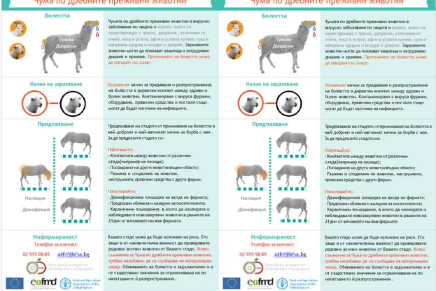 БАБХ с денонощен телефон за сигнали за нарушение на мерките срещу навлизането на чума по дребните преживни животни