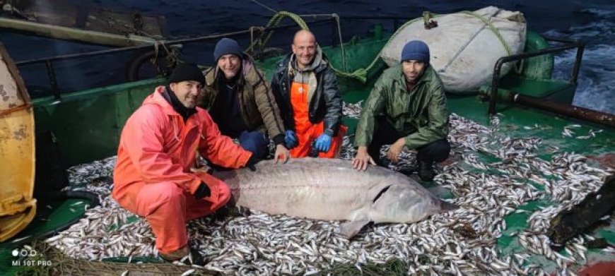 Уловиха 160-килограмова есетра в Черно море край нос Емине