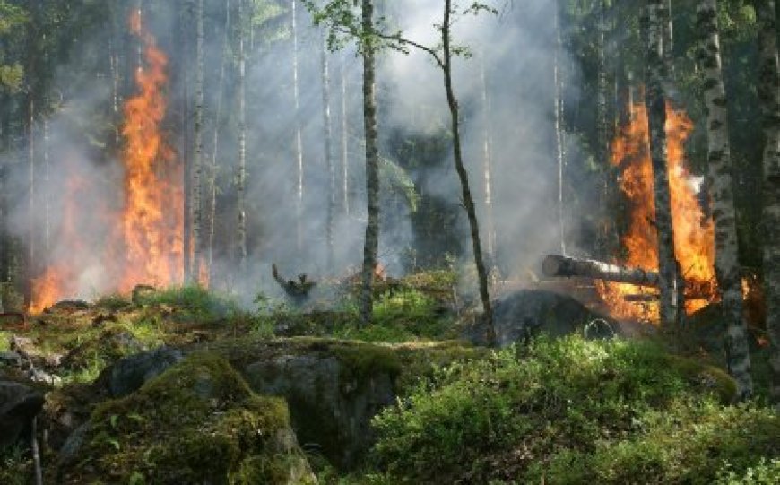 Близо 5000 декара са засегнати от пожари в горите на Североизтока през 2024 година